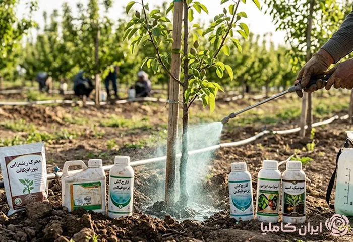 جابجایی درخت گلابی